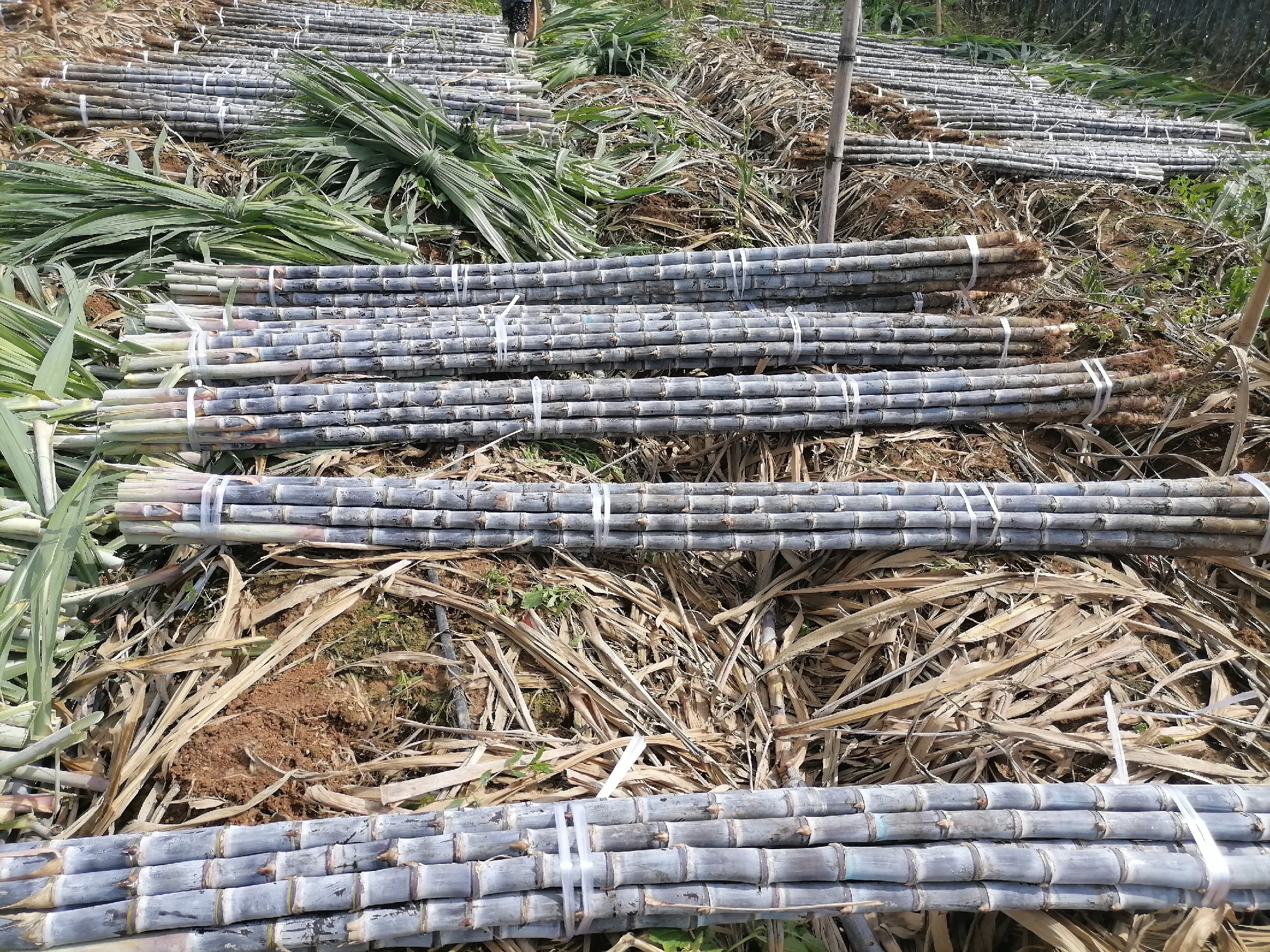 烤甘蔗的甘蔗处理过程