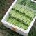 菜苔广东菜心优惠精品特价绿色有机量大从优