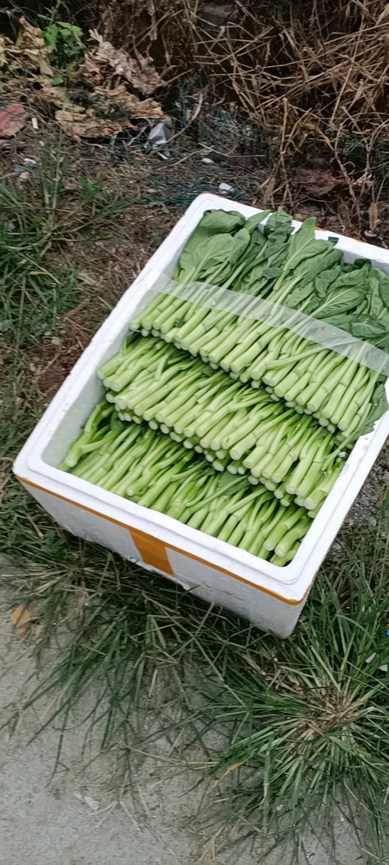 菜苔广东菜心优惠精品特价绿色有机量大从优