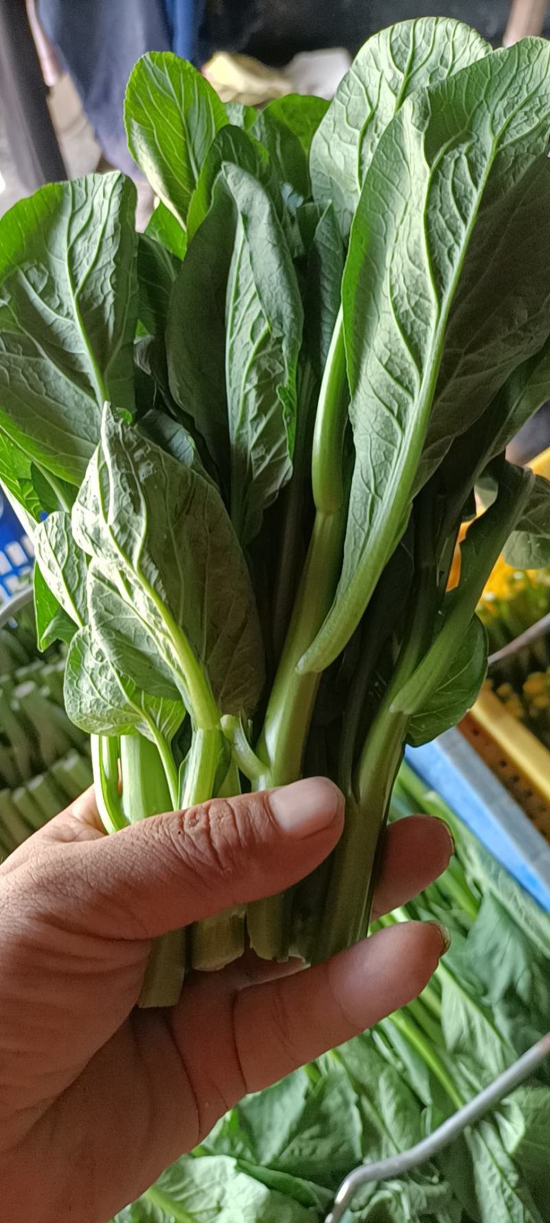 菜苔广东菜心优惠精品特价绿色有机量大从优