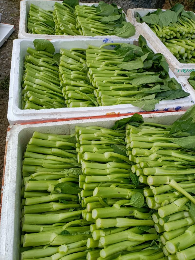 菜苔广东菜心常年种植供应菜心菜苔价格实惠