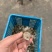 龙虾尾