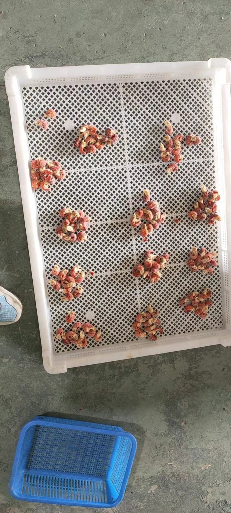 龙虾尾