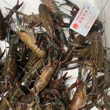 澳龙