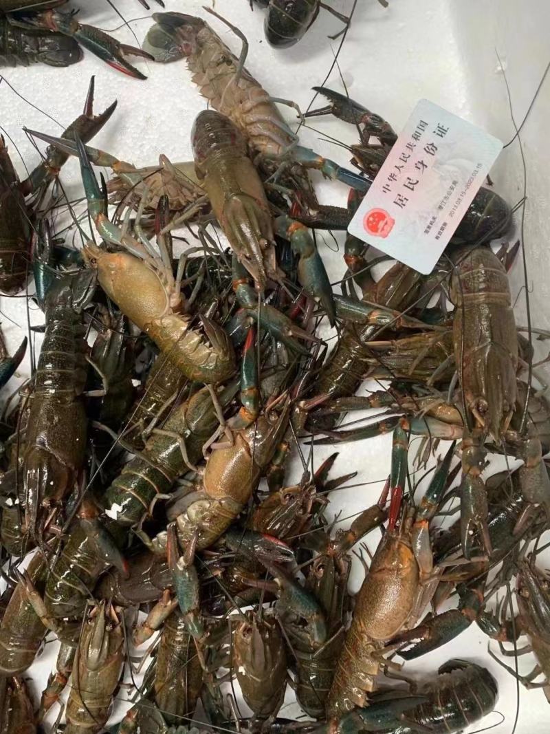 澳龙