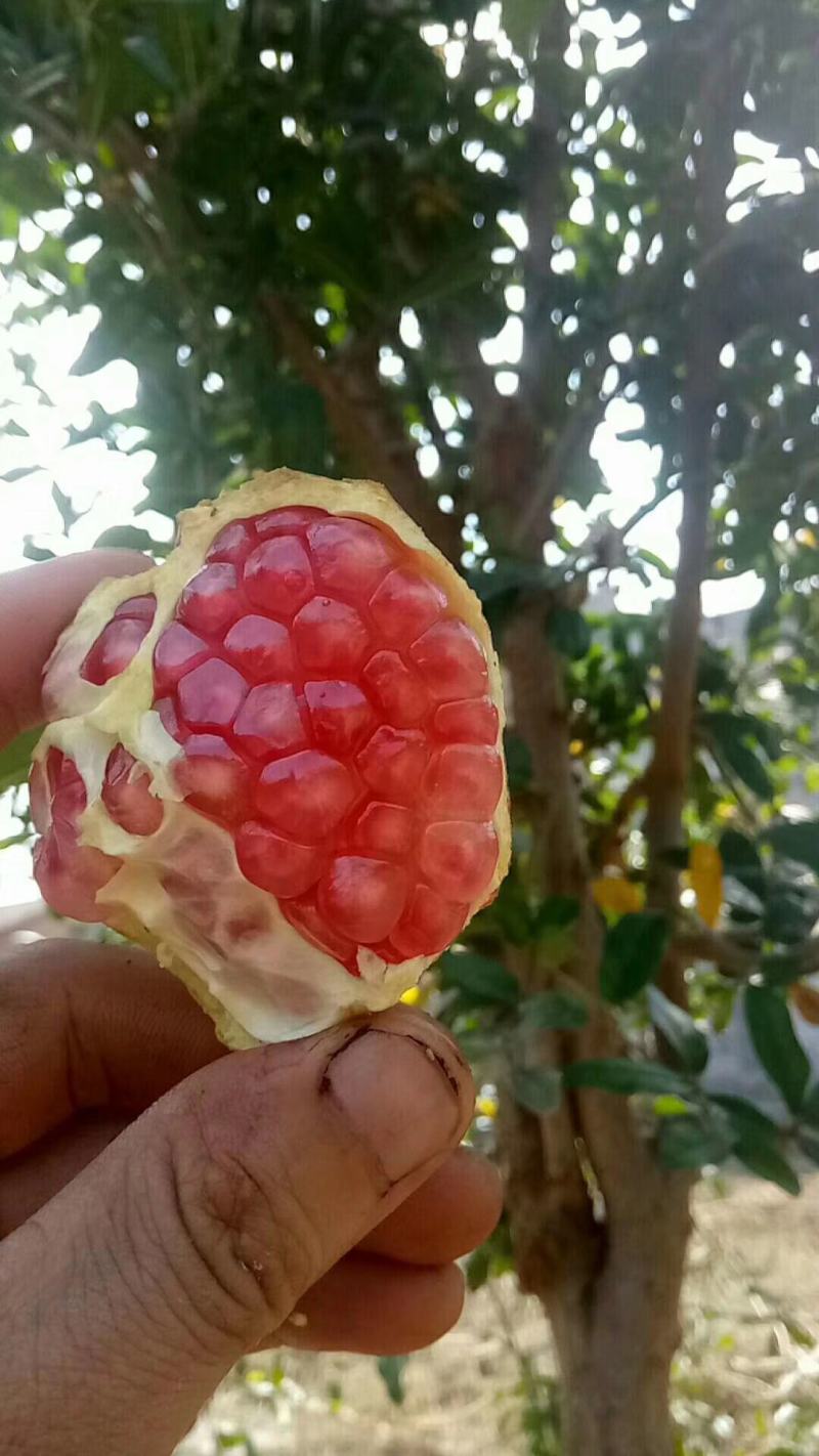 卖石榴树