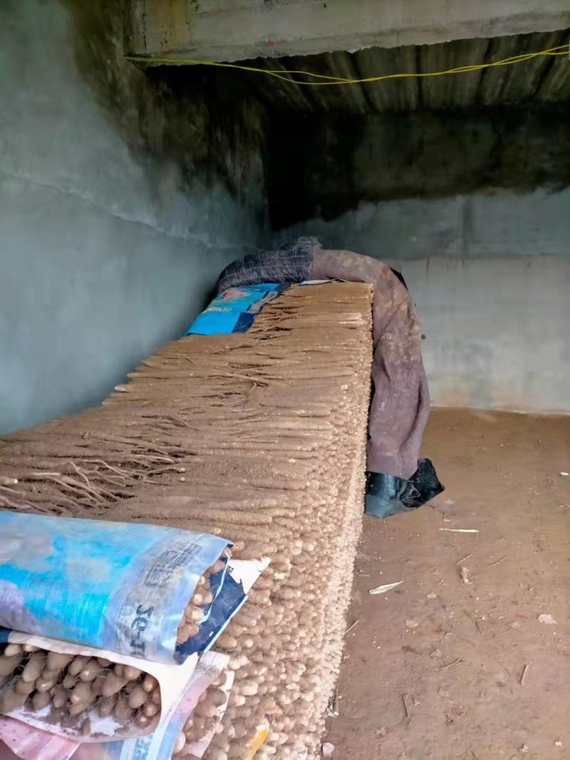 精品白山药，产地直销，稳定供应全国市场欢迎咨询联系