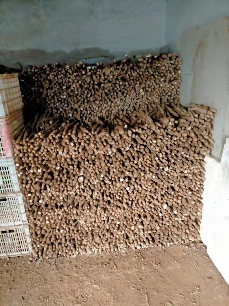 精品白山药，产地直销，稳定供应全国市场欢迎咨询联系