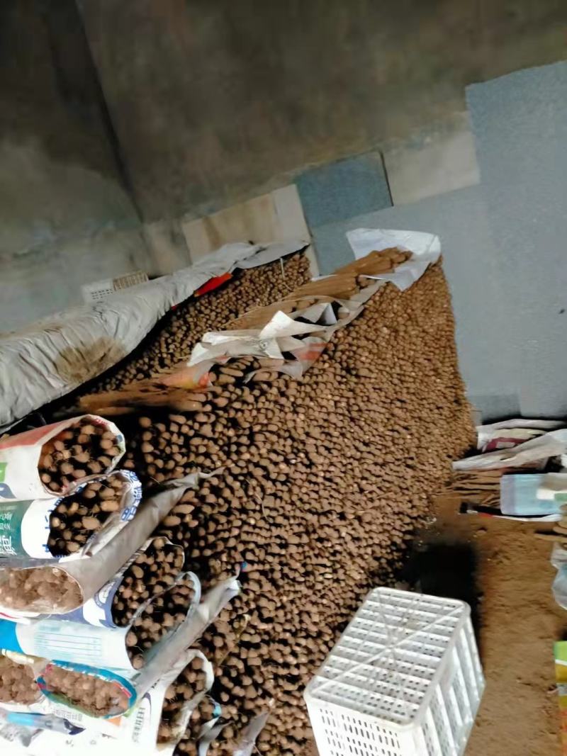 精品白山药，产地直销，稳定供应全国市场欢迎咨询联系