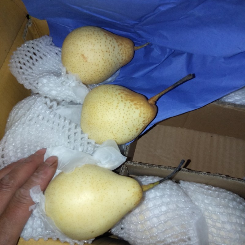 皇冠梨雪梨鸭梨大量上市货好价格低产地直发