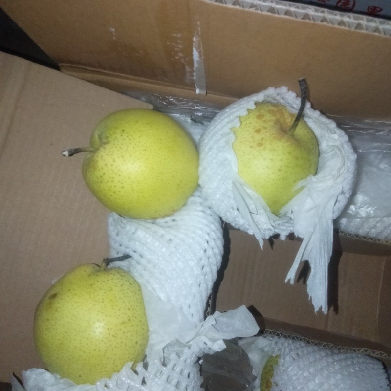 皇冠梨雪梨鸭梨大量上市货好价格低产地直发
