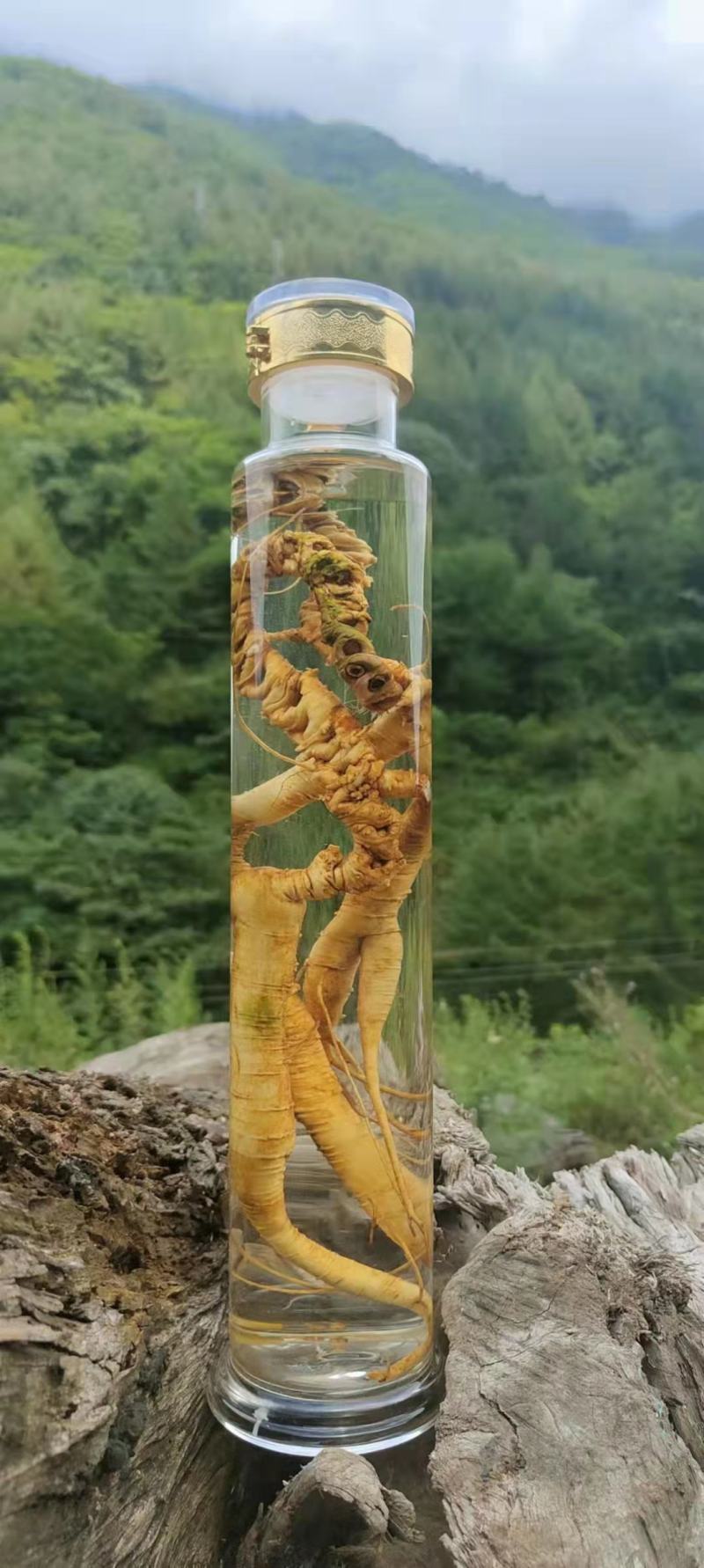 基地热销中中药材竹节参(白三七丿四川品种种苗支持实地考察