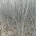 梨树，树型好，根系好，本地鲜树，成活率高，多种规格。
