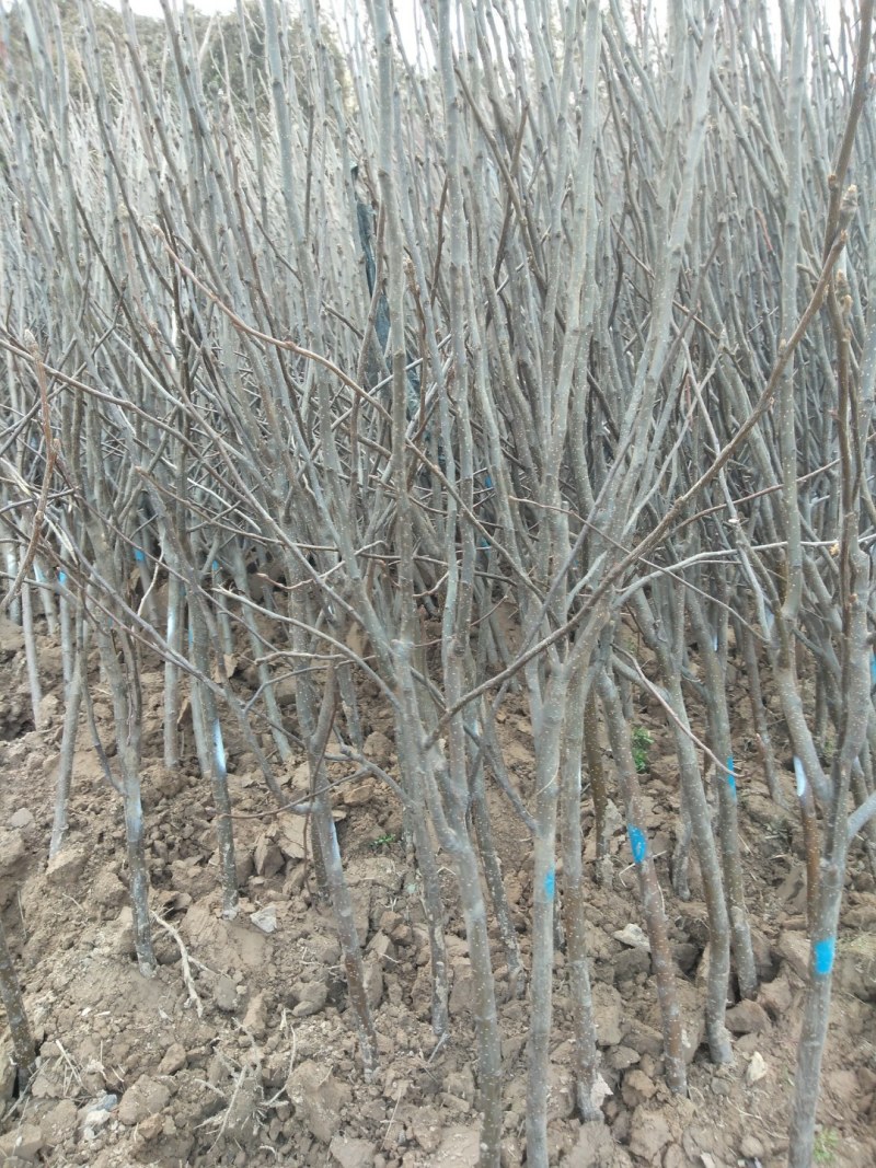 梨树，树型好，根系好，本地鲜树，成活率高，多种规格。