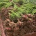 龙柏江苏沭阳基地直供无中间商欢迎新老客户