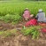 龙柏江苏沭阳基地直供无中间商欢迎新老客户