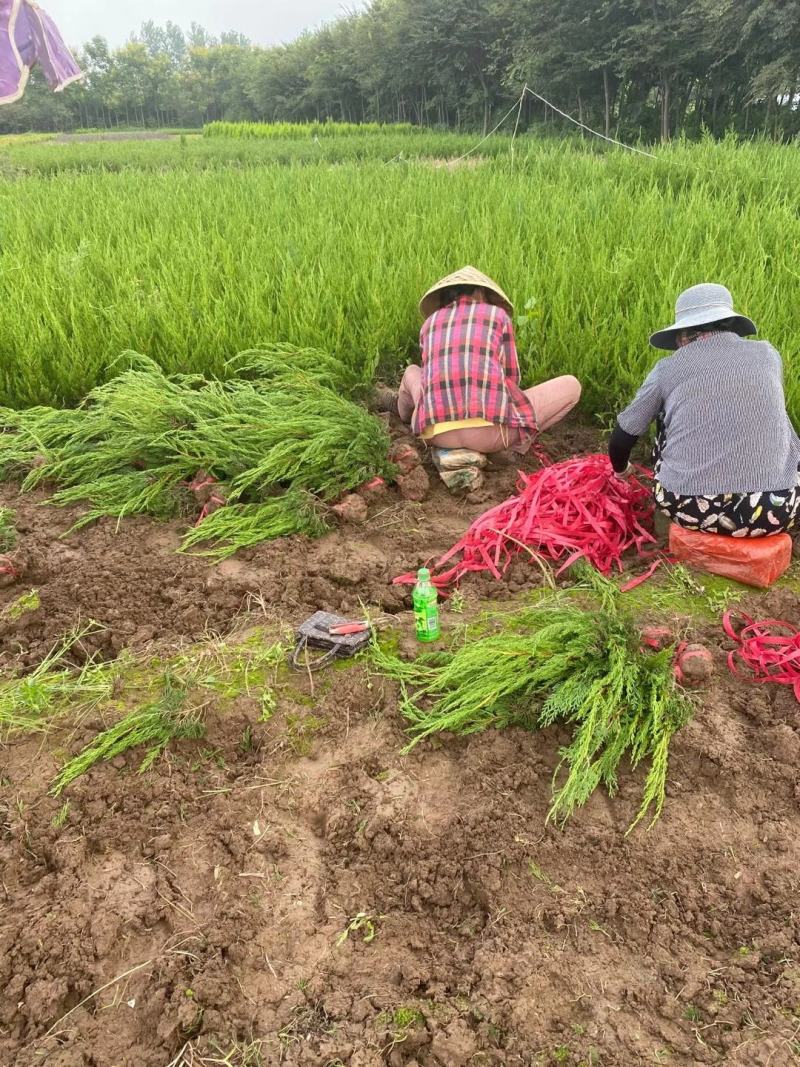 龙柏江苏沭阳基地直供无中间商欢迎新老客户