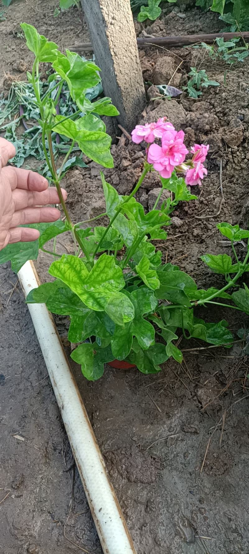 天竺葵自产自销一手货源电商淘宝价格便宜基地直发