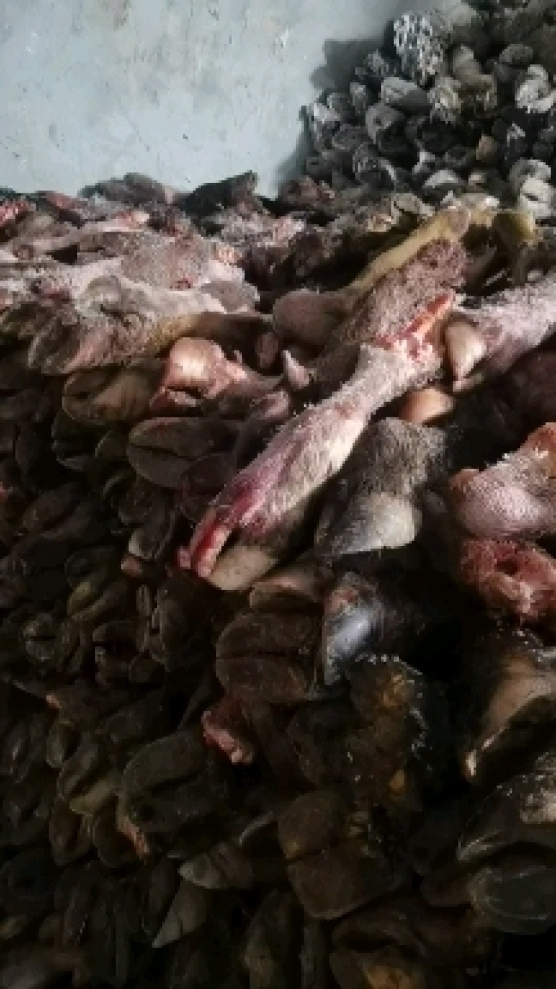 锡林浩特市草地牛蹄，大量有货，质量保证，放心够买
