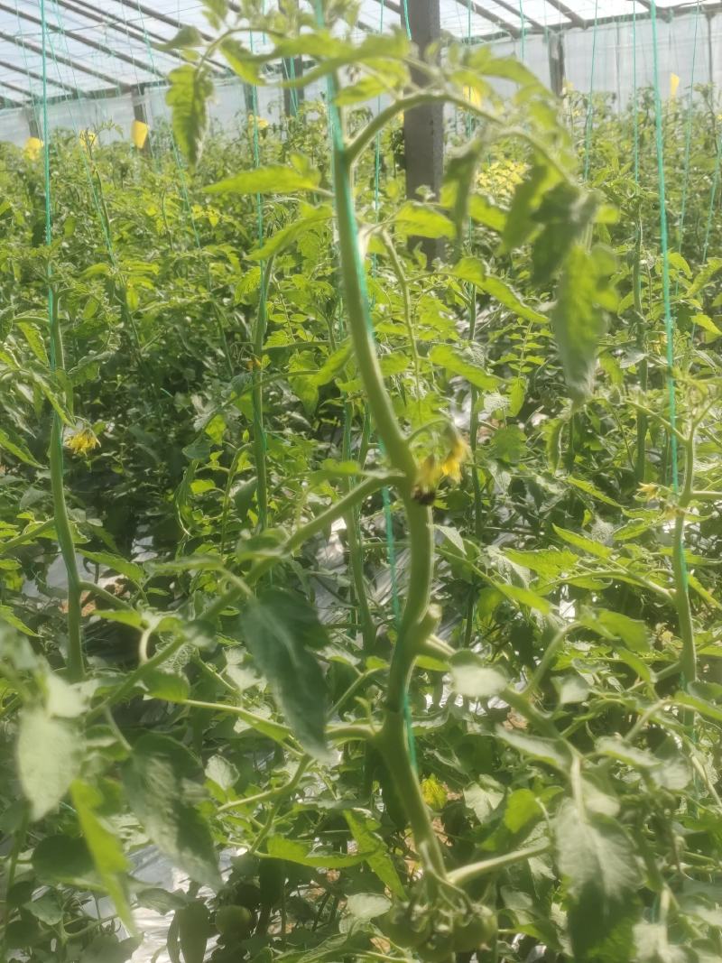 夏日阳光黄色小番茄樱桃番茄蜜恋小番茄黄色圣女果