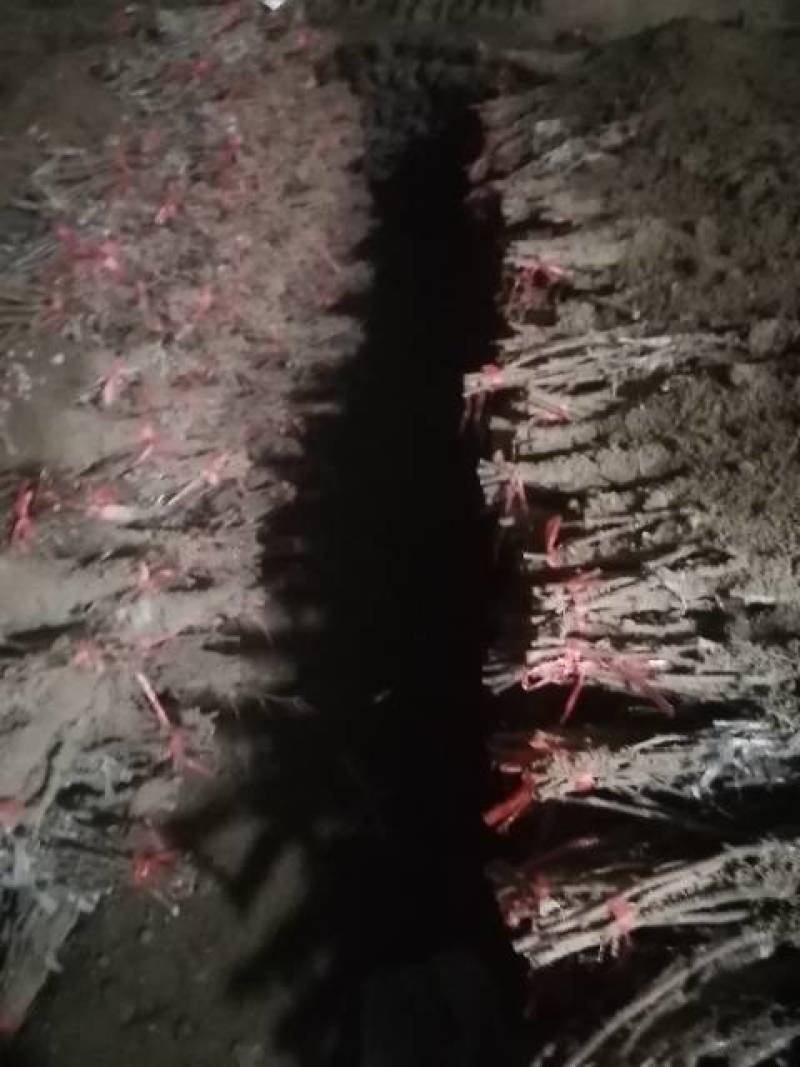 家林葡萄苗木繁育基地2021秋季一2022年春季葡萄苗木