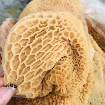 锡林浩特市大草原-牛副产品-牛毛肚原生态，质量好，放心够买