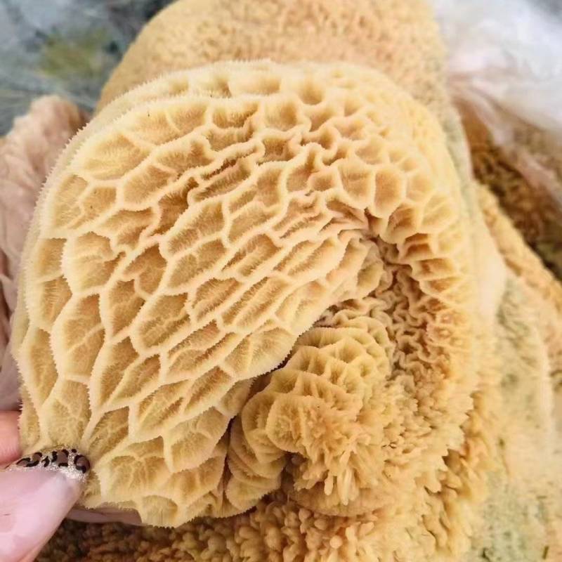 锡林浩特市大草原-牛副产品-牛毛肚原生态，质量好，放心够买
