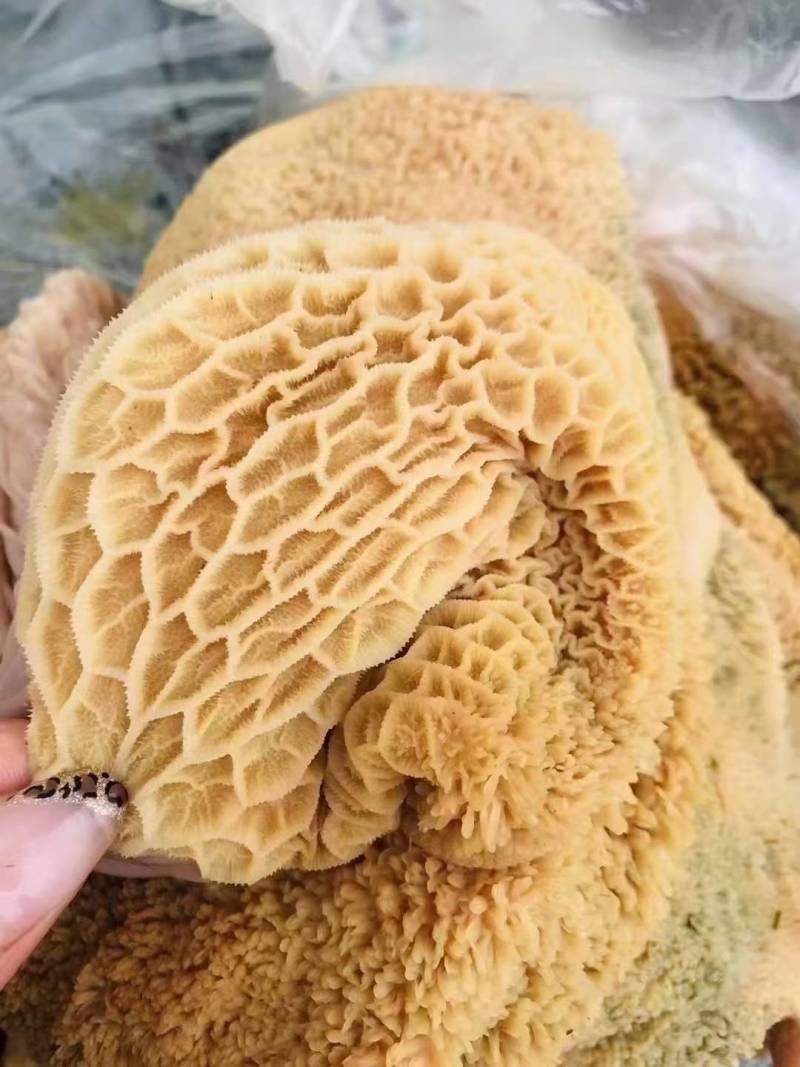锡林浩特市大草原-牛副产品-牛毛肚原生态，质量好，放心够买