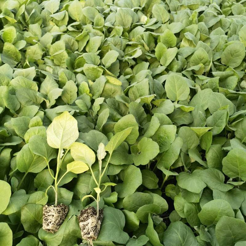俊丰二号茄子苗烧烤茄子苗长茄苗穴盘苗基地海量货源技术指导
