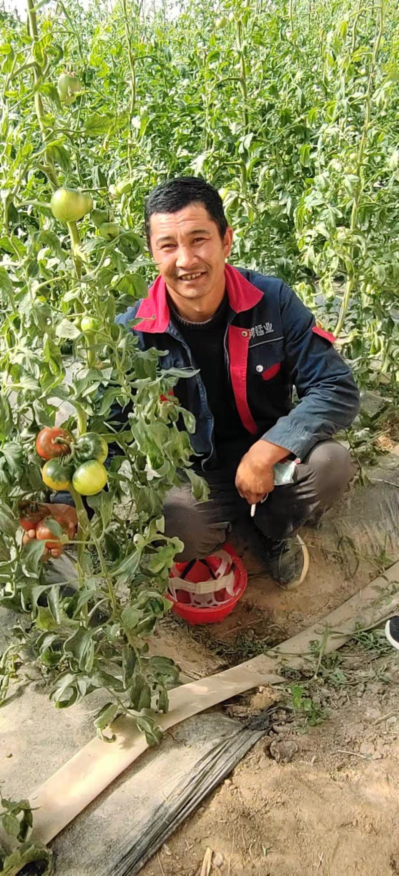 （热销）草莓西红柿产区直供货源充足量大从优视频看货批发