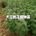 大红袍花椒种苗