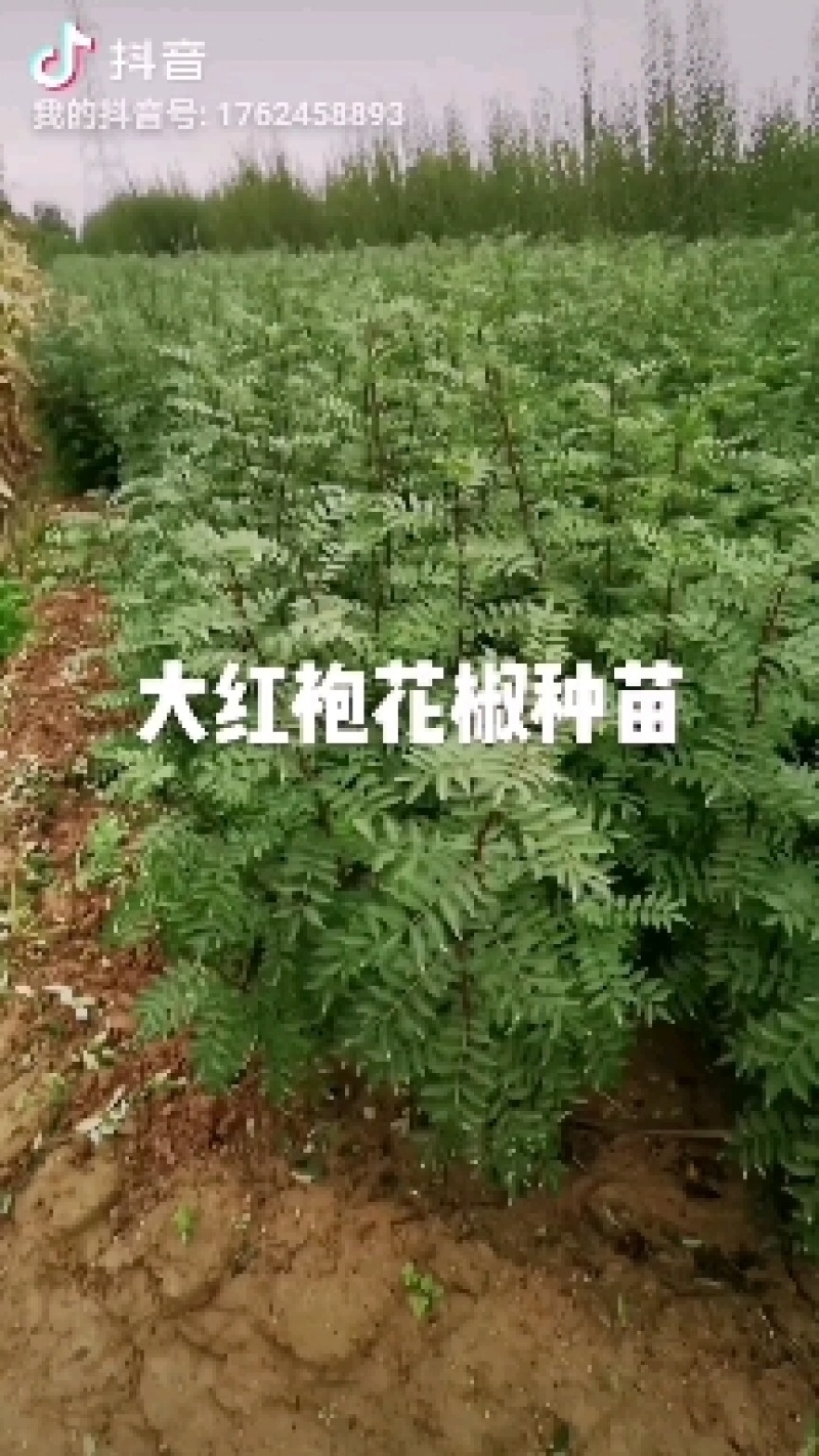 大红袍花椒种苗