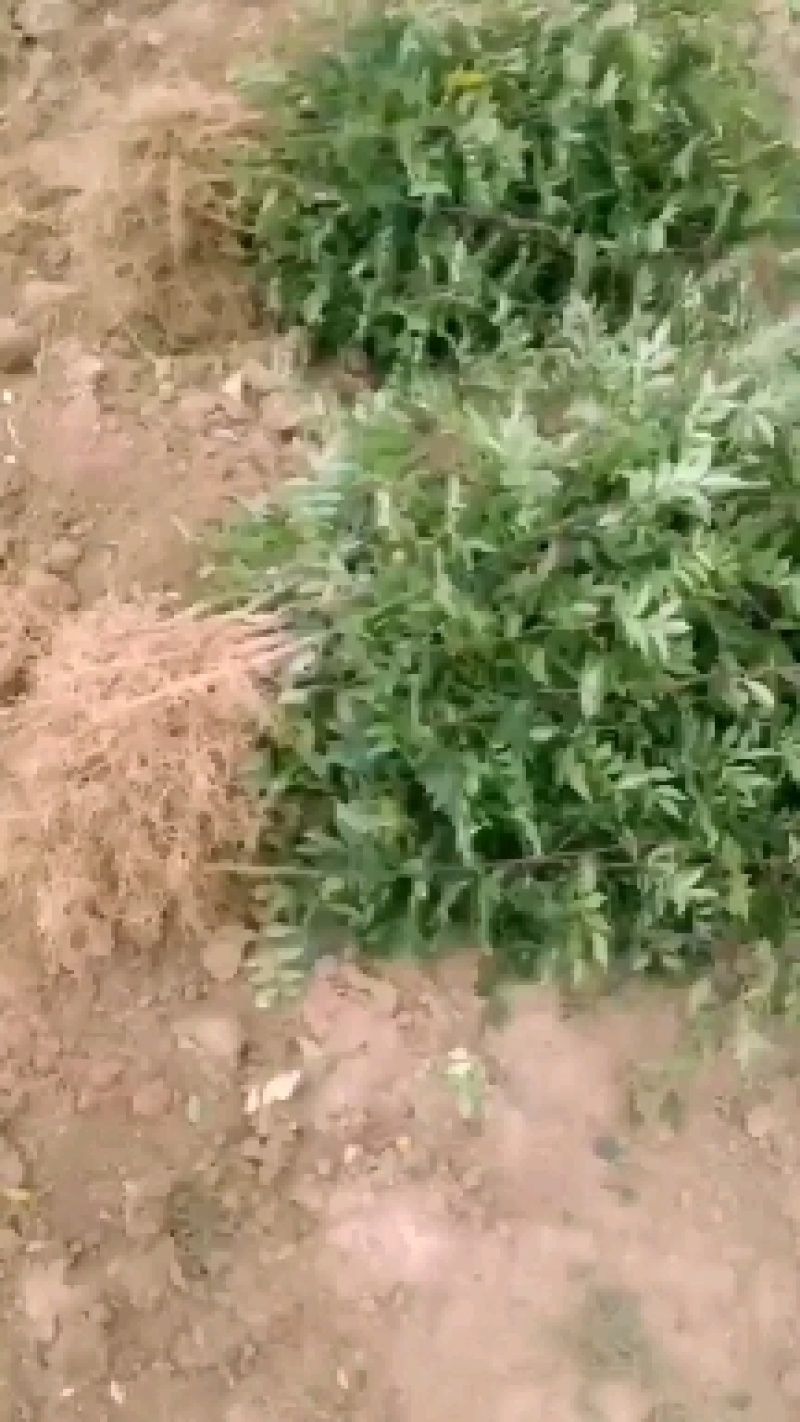 大红袍花椒种苗