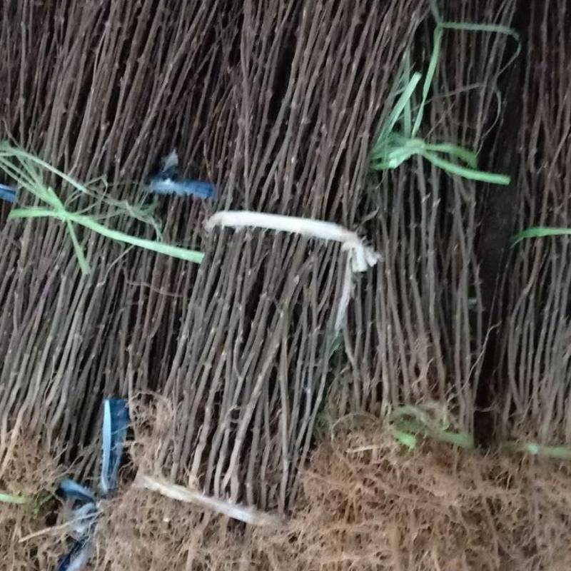 大红袍花椒种苗