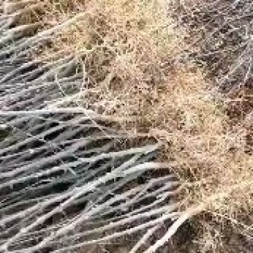 大红袍花椒种苗
