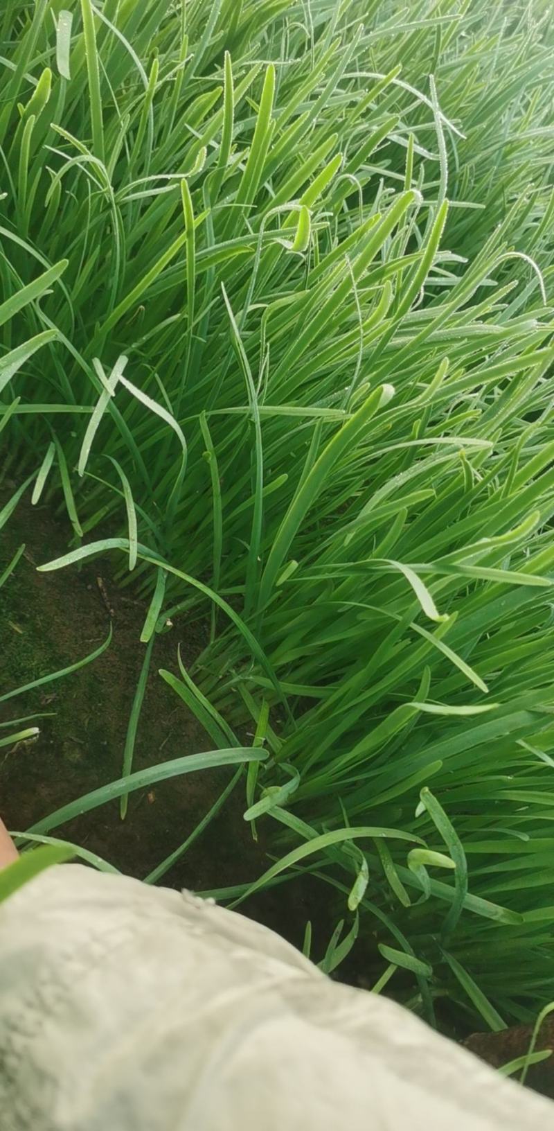新鲜韭菜