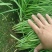 新鲜韭菜