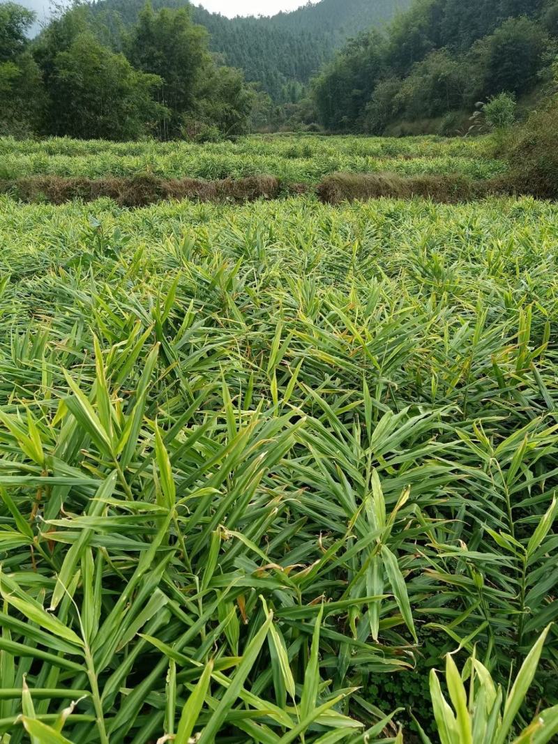 广东本土高山（小黄姜）广东本土高山（小黄姜）