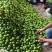 青枣云南大青枣牛奶枣品质好大量上市选择性强需要的联系我