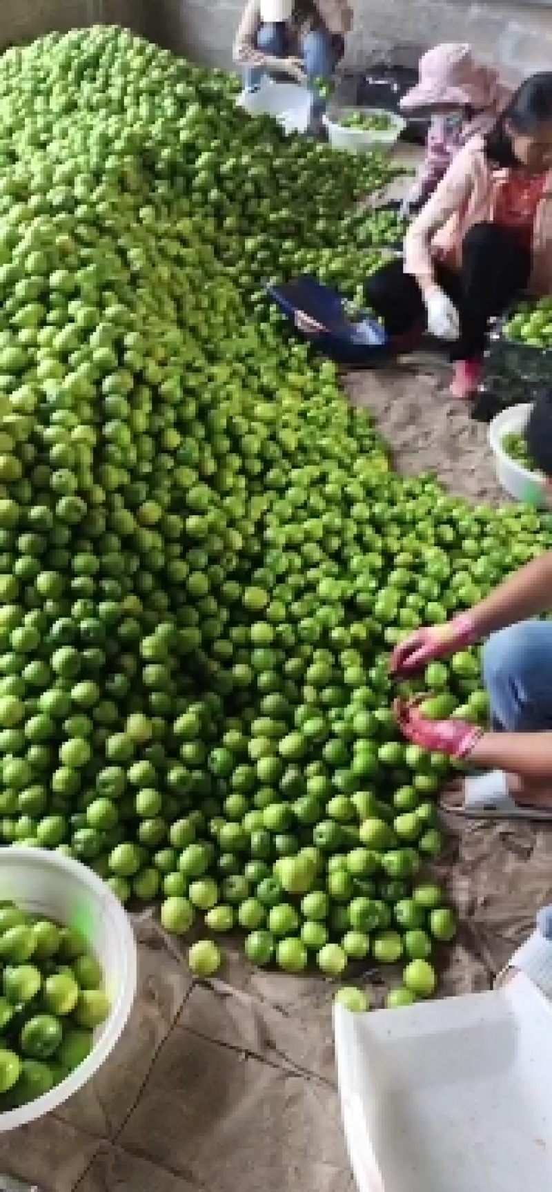 青枣云南大青枣牛奶枣品质好大量上市选择性强需要的联系我