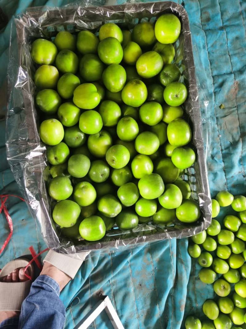 青枣云南大青枣牛奶枣品质好大量上市选择性强需要的联系我
