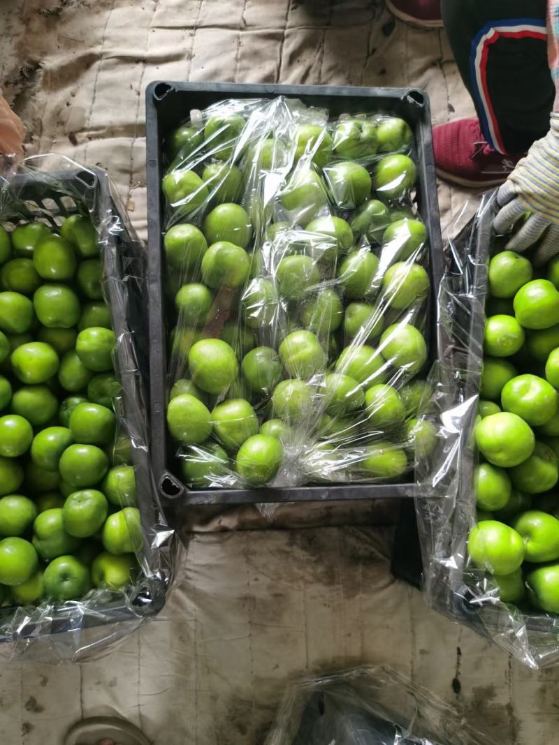 青枣云南大青枣牛奶枣品质好大量上市选择性强需要的联系我