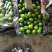 青枣云南大青枣牛奶枣品质好大量上市选择性强需要的联系我