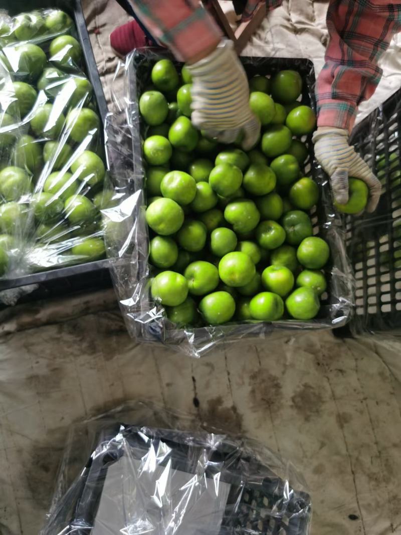 青枣云南大青枣牛奶枣品质好大量上市选择性强需要的联系我
