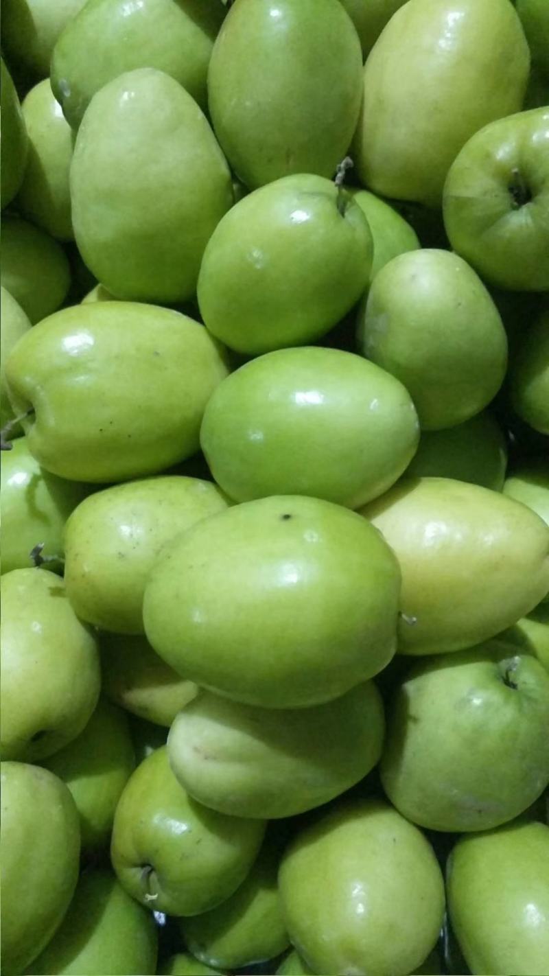 青枣云南大青枣牛奶枣品质好大量上市选择性强需要的联系我