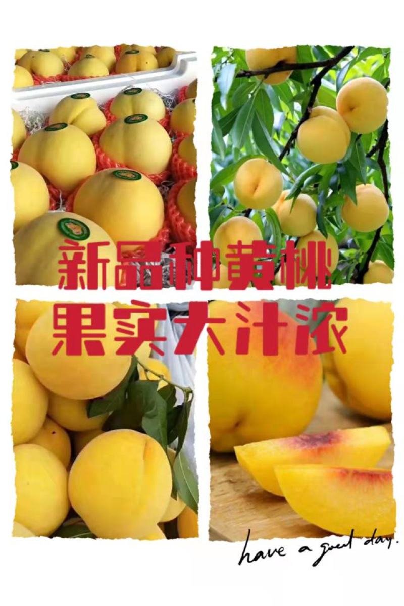 锦绣黄桃树苗:金皇后黄桃苗，金奎，黄金冠桃苗，83黄桃苗