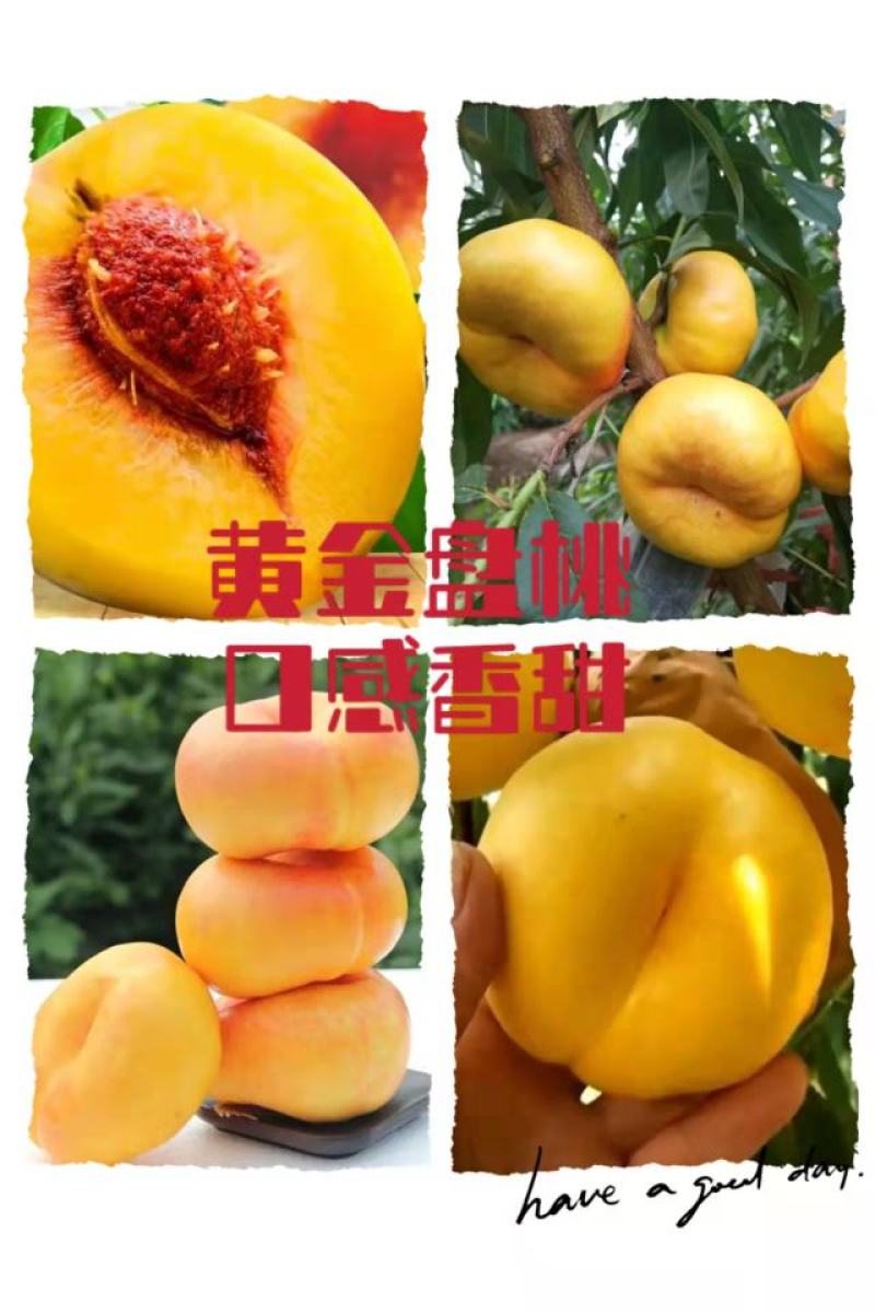 锦绣黄桃树苗:金皇后黄桃苗，金奎，黄金冠桃苗，83黄桃苗
