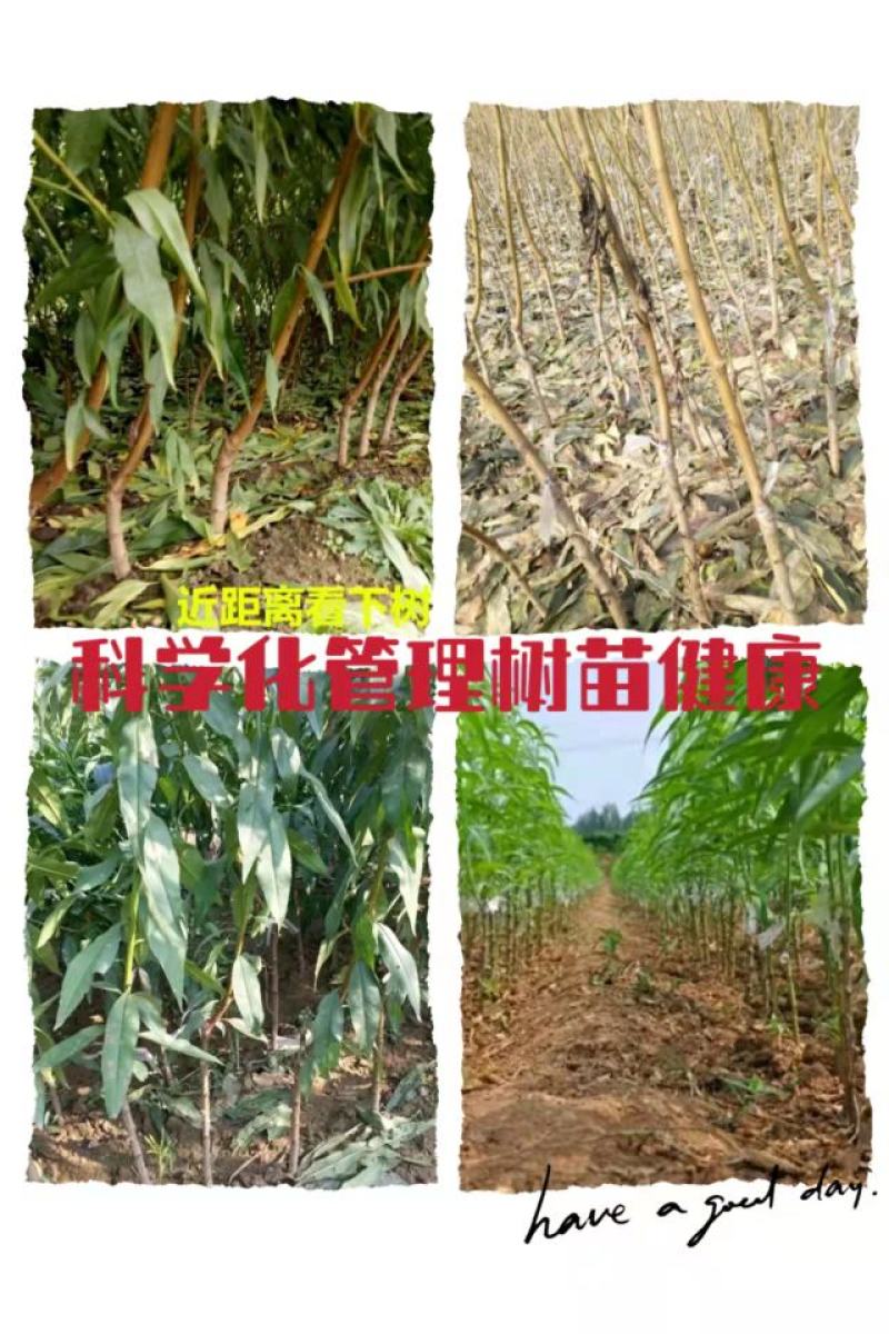 锦绣黄桃树苗:金皇后黄桃苗，金奎，黄金冠桃苗，83黄桃苗