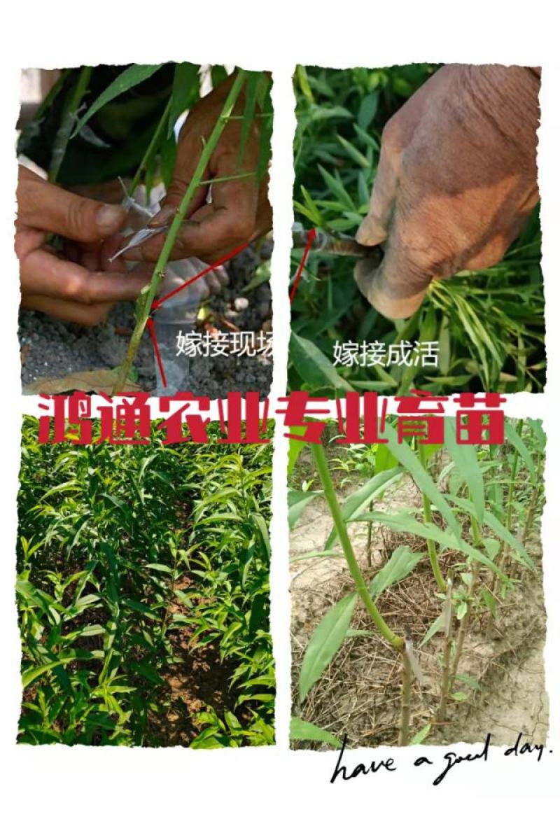 锦绣黄桃树苗:金皇后黄桃苗，金奎，黄金冠桃苗，83黄桃苗