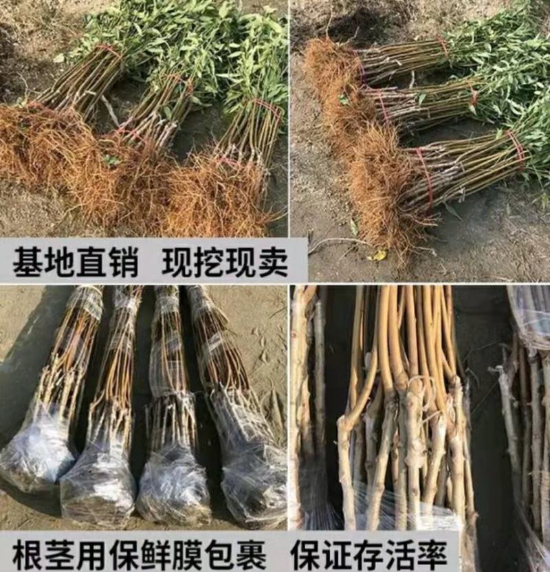 锦绣黄桃树苗:金皇后黄桃苗，金奎，黄金冠桃苗，83黄桃苗